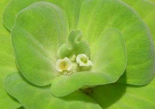 Bèo cái và vị thuốc phù bình trong đông y