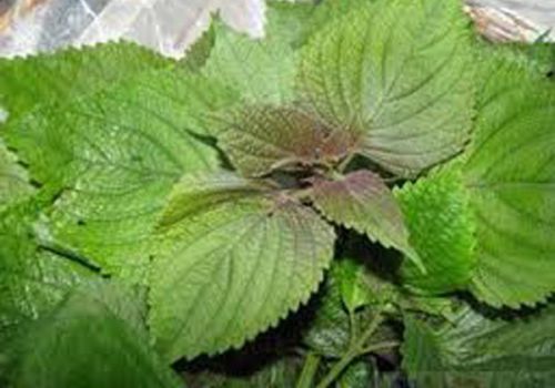 Lá tía tô và công dụng làm thuốc trong nhân gian