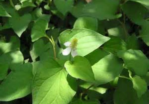 Công dụng chữa bệnh trĩ kỳ diều từ rau diếp cá