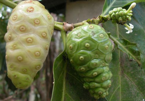 Trái nhàu – vị thuốc nhân gian tuyệt diệu