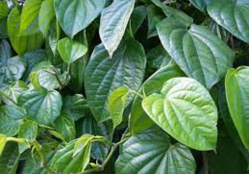 Chữa gút từ trầu không, nước dừa